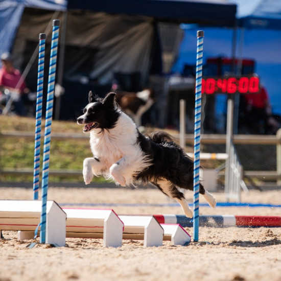 Cal jumping over long jump