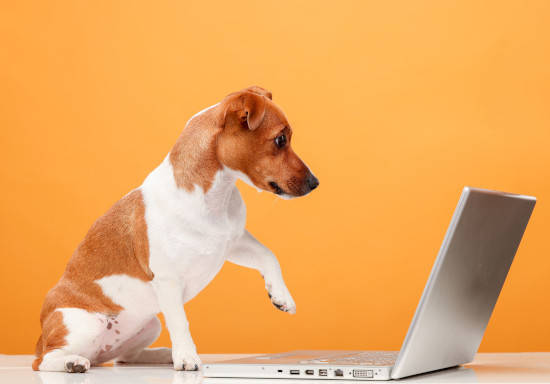 Dog with computer